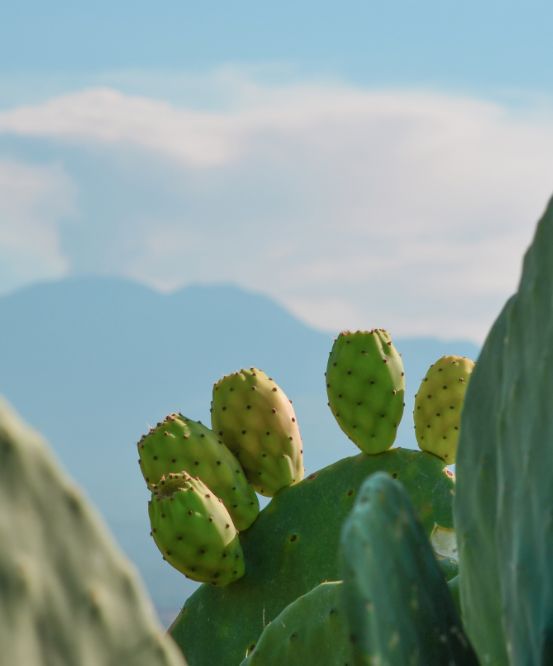 Fico d'India Siciliano -  Deliziosa Sicilia